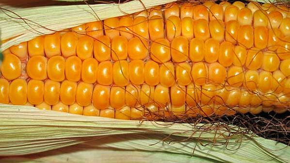 Mida ei tohi keto dieedil süüa